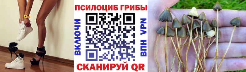 цены   Жердевка  Псилоцибиновые грибы мицелий 
